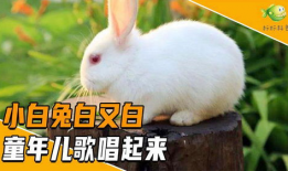 小白兔儿歌视频大全